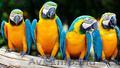 Papagali Macaw pentru adopție